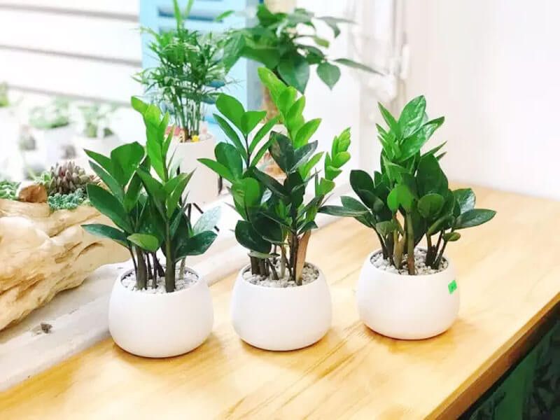 10+ Cây để phòng khách giúp gia chủ phát tài Cây kim tiền