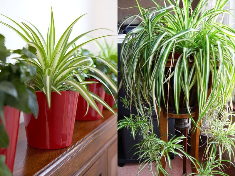 10+ Cây để phòng khách giúp gia chủ phát tài Cây lan chi