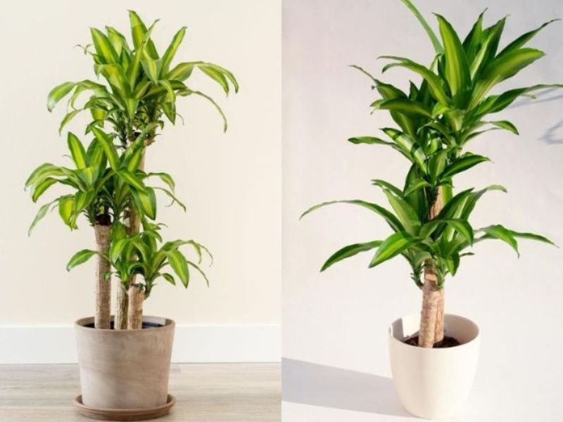 10+ Cây để phòng khách giúp gia chủ phát tài Cây thiết mộc lan