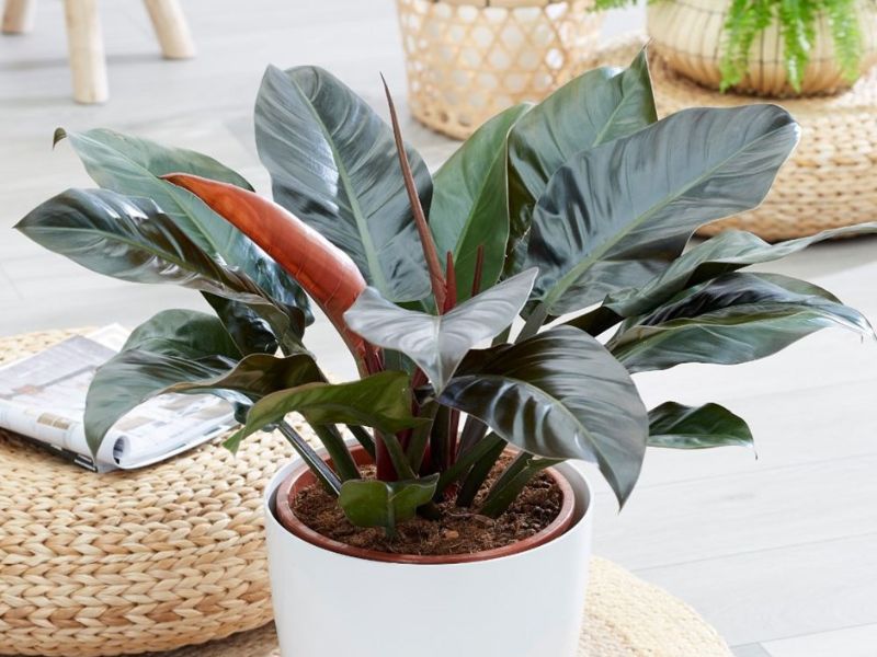 10+ Cây để phòng khách giúp gia chủ phát tài Cây trầu bà đế vương