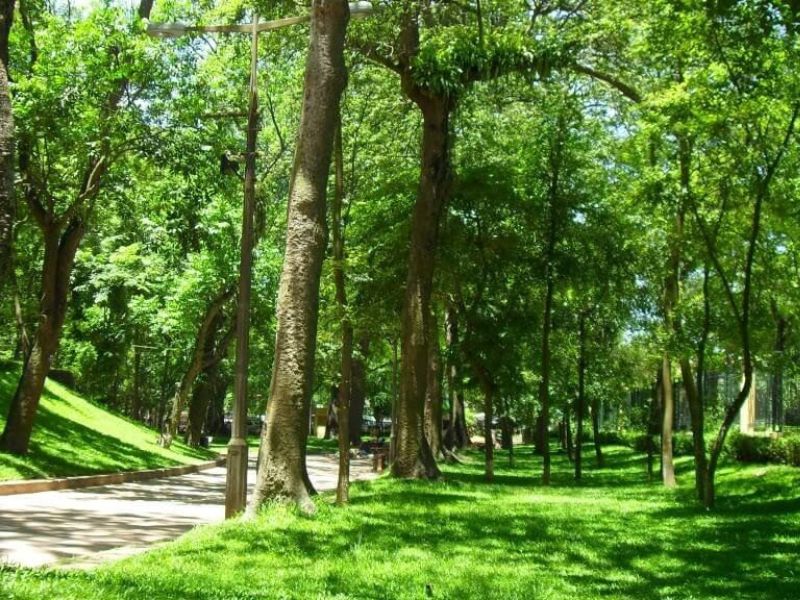 Vai trò của cây xanh trong cuộc sống Cây xanh cải thiện chất lượng cuộc sống