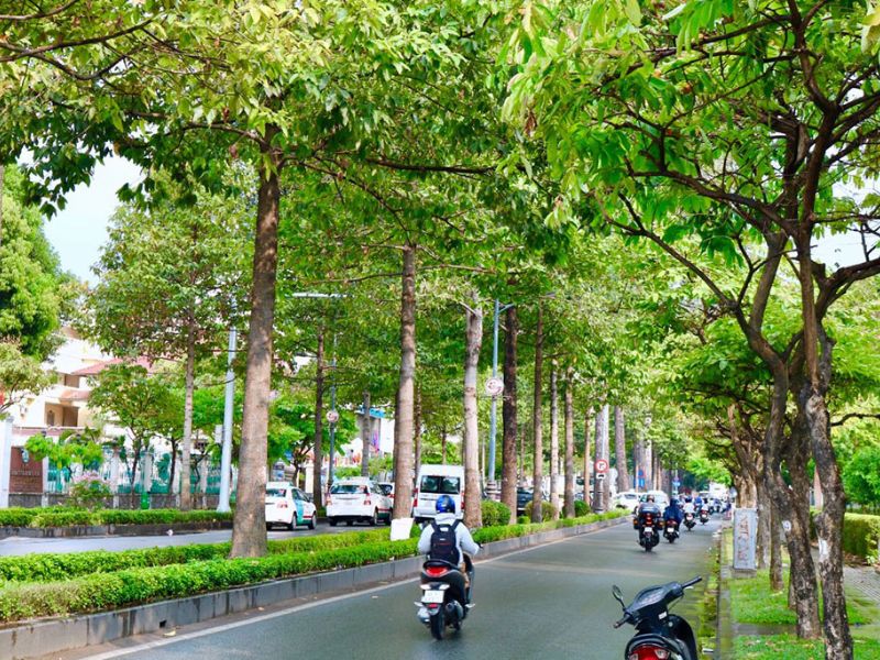 Vai trò của cây xanh trong cuộc sống Cây xanh cung cấp Oxy cho con người