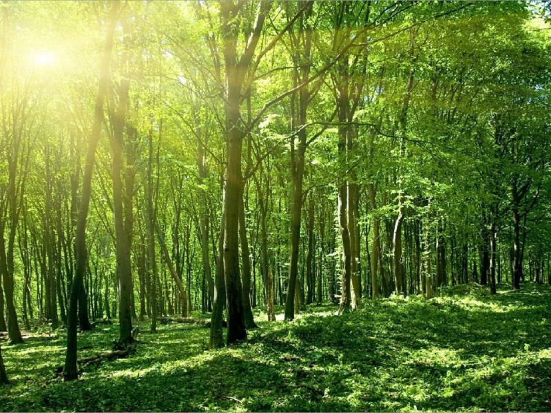 Vai trò của cây xanh trong cuộc sống Cây xanh giúp chống tình trạng biến đổi khí hậu