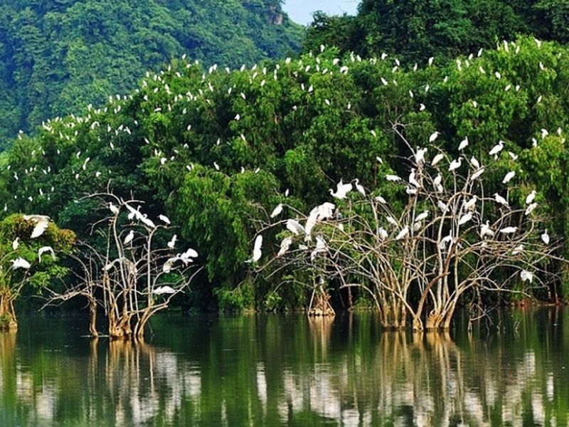 Vai trò của cây xanh trong cuộc sống Cây xanh giúp hệ sinh thái được cân bằng