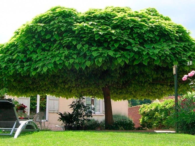 Vai trò của cây xanh trong cuộc sống Cây xanh tạo bóng mát