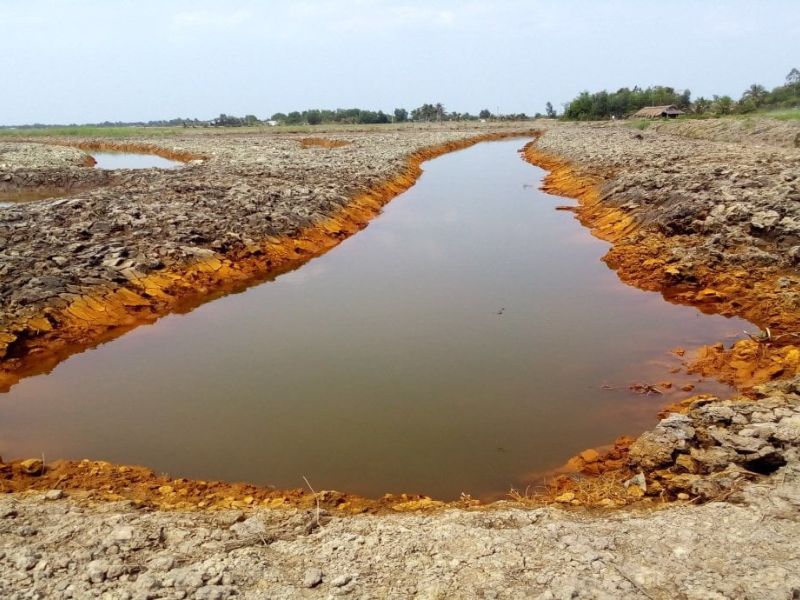 Cách cải tạo đất phèn hiệu quả nhanh chóng trước khi trồng cây Đất phèn là gì