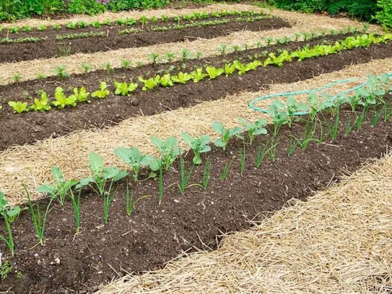 Gợi ý 5 cách giữ ẩm cho đất hiệu quả nhất bạn nên biết Dùng lớp phủ để giữ ẩm cho đất