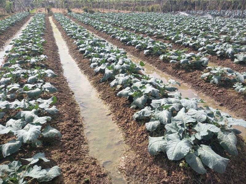 Gợi ý 5 cách giữ ẩm cho đất hiệu quả nhất bạn nên biết Tạo các rãnh, hàng ngăn nước