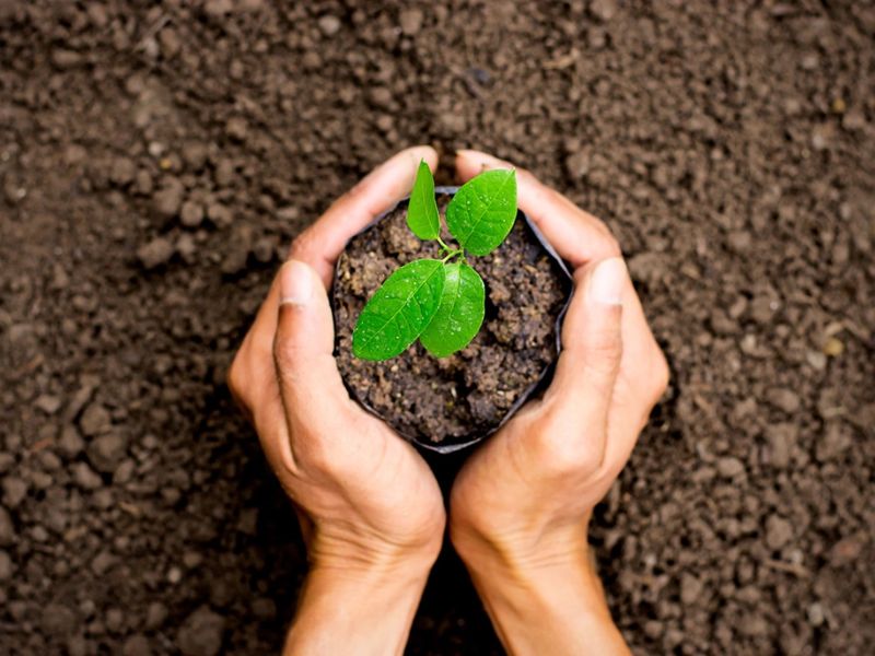 9+ Cách bảo vệ môi trường đơn giản và hiệu quả nhất Trồng và chăm sóc cây xanh