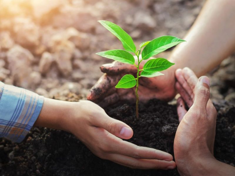 Vai trò của cây xanh trong cuộc sống vai trò của cây xanh