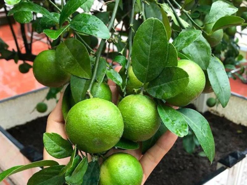 7+ Loại cây ăn quả trồng trong thùng xốp lý tưởng nhất cây ăn quả trồng trong thùng xốp