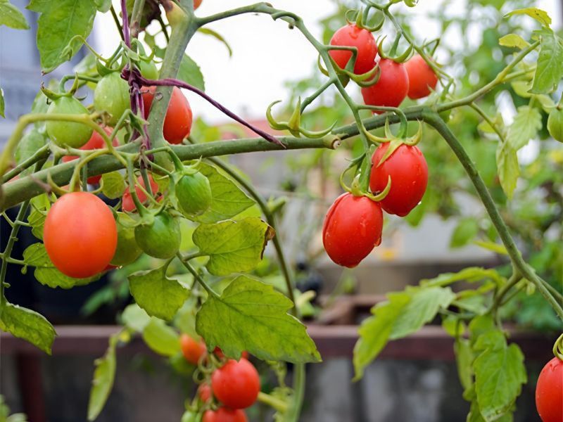 7+ Loại cây ăn quả trồng trong thùng xốp lý tưởng nhất Cây cà chua bi