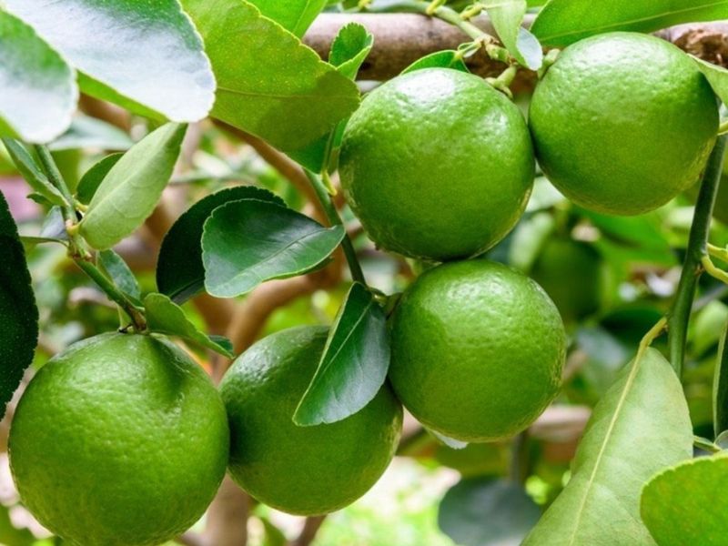 7+ Loại cây ăn quả trồng trong thùng xốp lý tưởng nhất Cây chanh