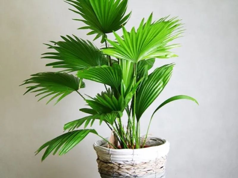 9+ Cây hút bụi trong nhà giúp chăm sóc tốt cho sức khỏe Cây cọ cảnh
