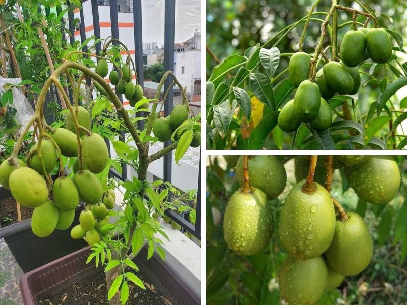 7+ Loại cây ăn quả trồng trong thùng xốp lý tưởng nhất Cây cóc