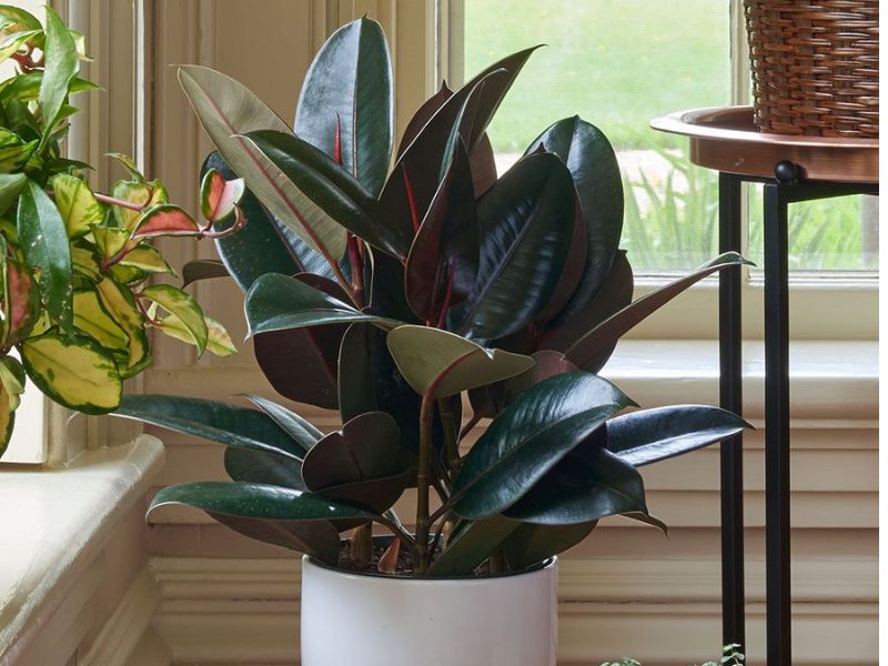 9+ Cây hút bụi trong nhà giúp chăm sóc tốt cho sức khỏe Cây đa búp đỏ