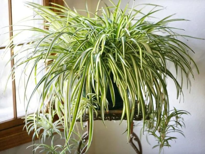 9+ Cây hút bụi trong nhà giúp chăm sóc tốt cho sức khỏe Cây dây nhện