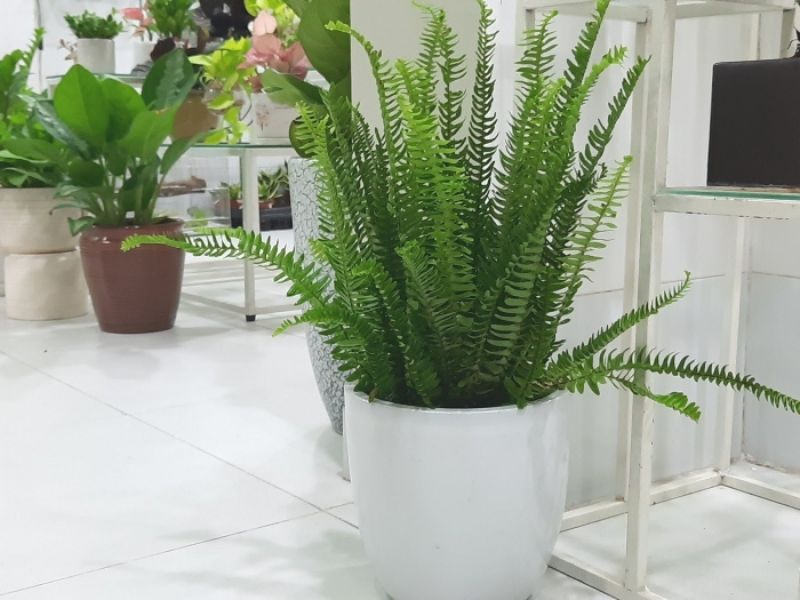 9+ Cây hút bụi trong nhà giúp chăm sóc tốt cho sức khỏe Cây dương xỉ