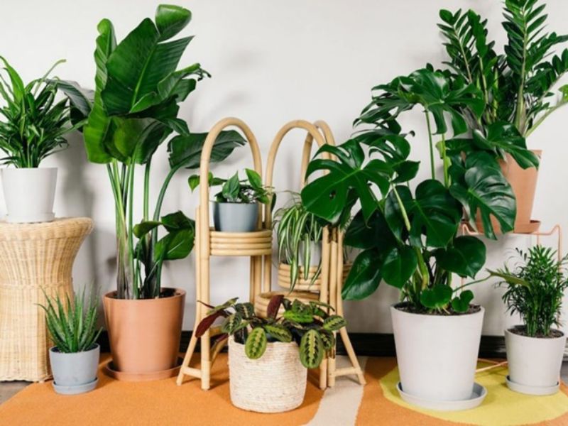 9+ Cây hút bụi trong nhà giúp chăm sóc tốt cho sức khỏe cây hút bụi trong nhà