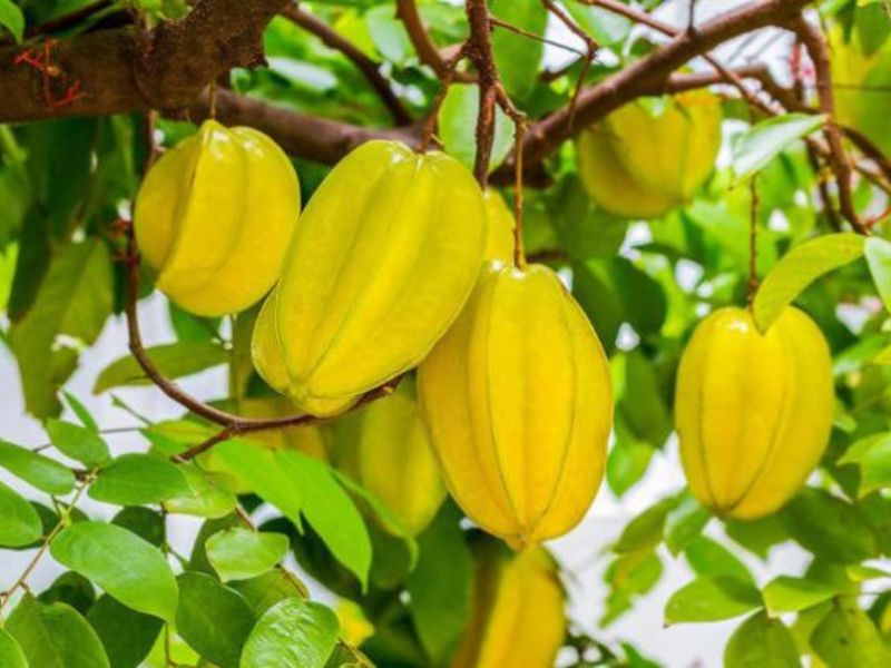 7+ Loại cây ăn quả trồng trong thùng xốp lý tưởng nhất Cây khế