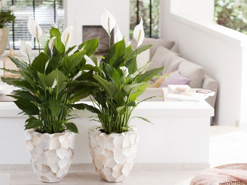 9+ Cây hút bụi trong nhà giúp chăm sóc tốt cho sức khỏe Cây Lan Ý