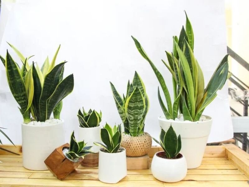 9+ Cây hút bụi trong nhà giúp chăm sóc tốt cho sức khỏe Cây lưỡi hổ