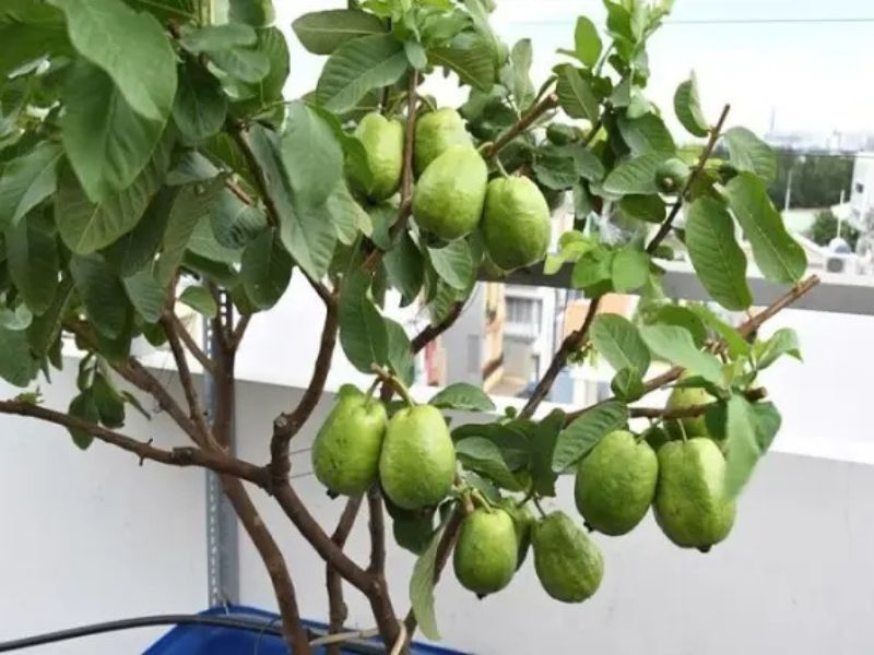 7+ Loại cây ăn quả trồng trong thùng xốp lý tưởng nhất Cây ổi