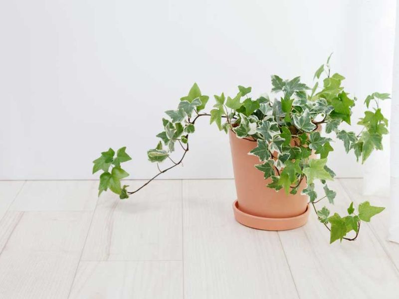 9+ Cây hút bụi trong nhà giúp chăm sóc tốt cho sức khỏe Cây thường xuân