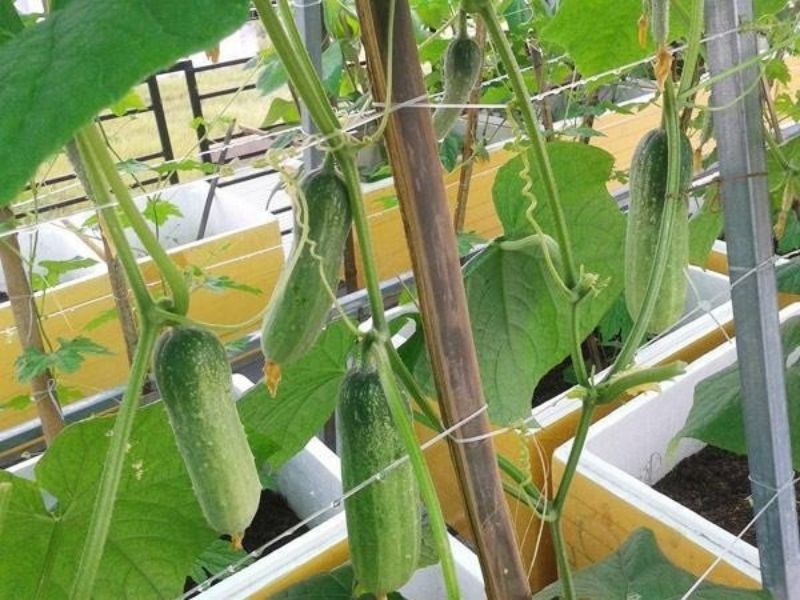 7+ Loại cây ăn quả trồng trong thùng xốp lý tưởng nhất Dưa leo