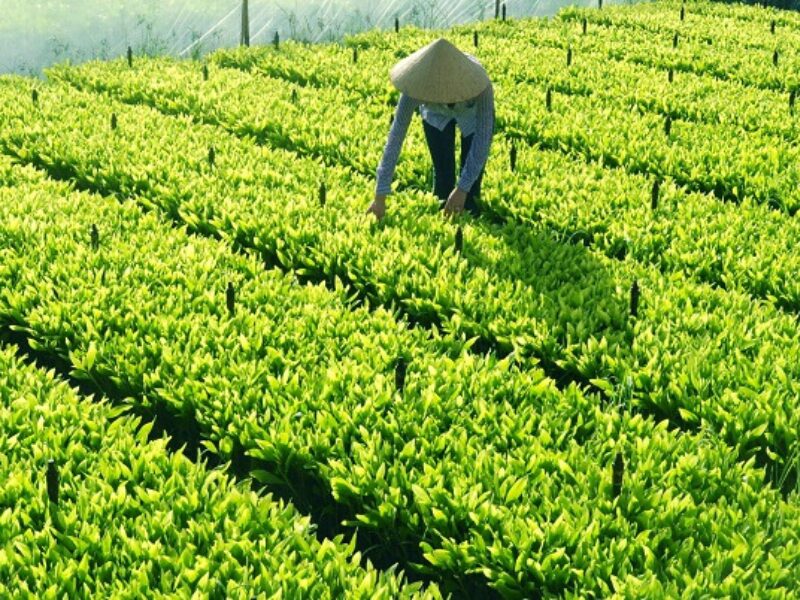 Cẩm Nang Đầu Tư Cây Giống Lâm Nghiệp 2026: Chiến Lược Chọn Giống & Tối Ưu Tỷ Suất Sinh Lời cẩm nang đầu tư cây giống lâm nghiệp