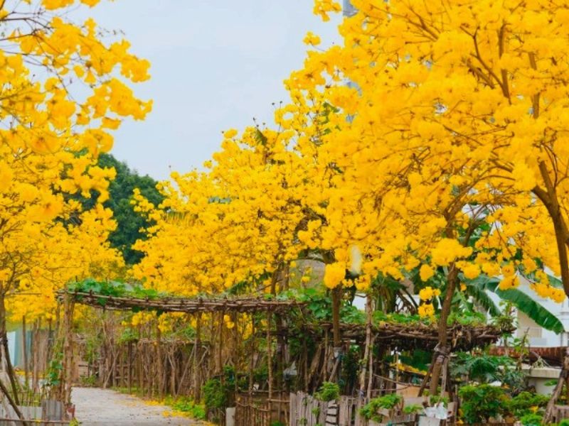 Giới thiệu các loại cây trồng trong khu công nghiệp phổ biến nhất Cây chuông vàng
