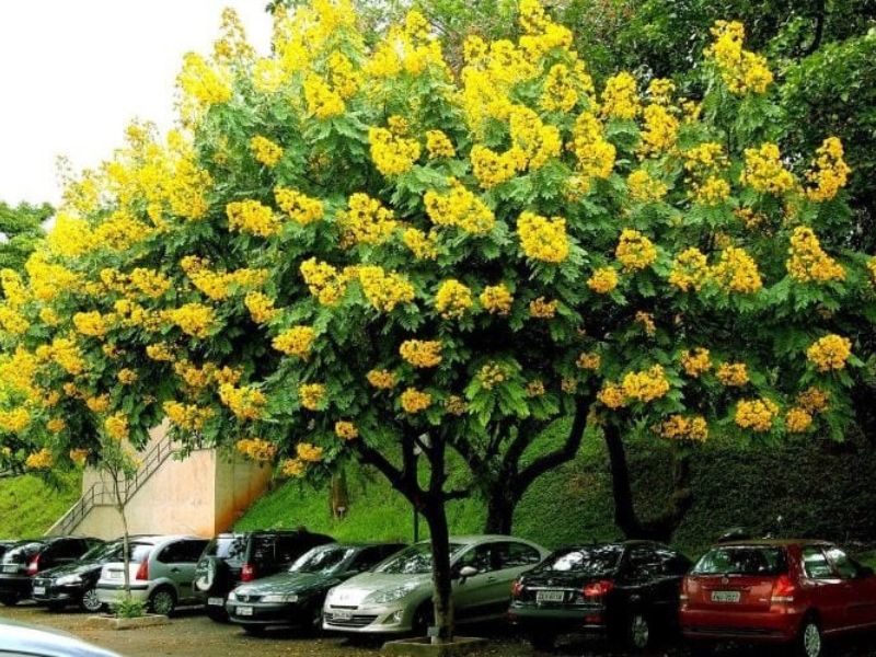 Giới thiệu các loại cây trồng trong khu công nghiệp phổ biến nhất Cây giáng hương