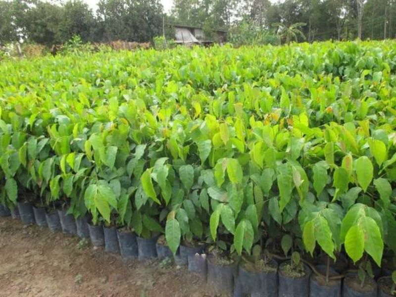 Giới thiệu các loại cây trồng trong khu công nghiệp phổ biến nhất Cây sao đen