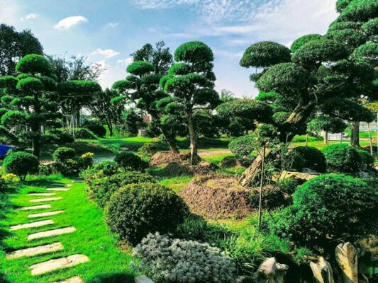 cây trồng trong khu công nghiệp