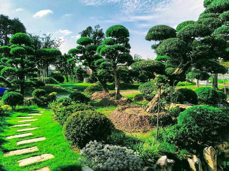 Giới thiệu các loại cây trồng trong khu công nghiệp phổ biến nhất cây trồng trong khu công nghiệp