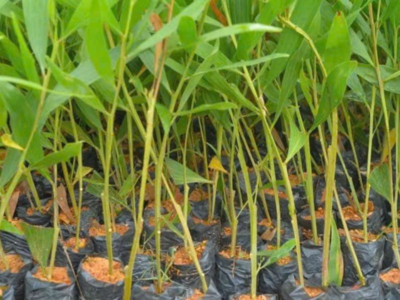 Cẩm Nang Đầu Tư Cây Giống Lâm Nghiệp 2026: Chiến Lược Chọn Giống & Tối Ưu Tỷ Suất Sinh Lời giống cây lâm nghiệp